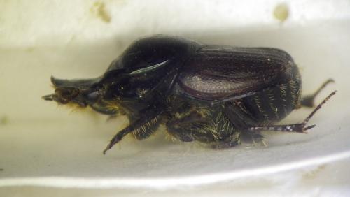 Onthophagus illyricus